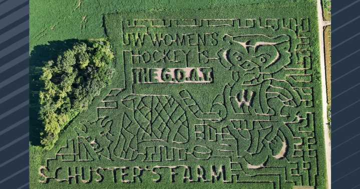 Schuster's Farm pays tribute to Badger women's hockey national title with corn maze