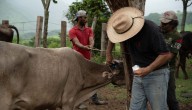 Confirma Agricultura caso de gusano barrenador en Nuevo León