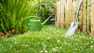Is A Clover Lawn Worth The Trade Off? What You Should Know Before Planting
