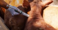 El gobierno modifica el plan de vacunación contra la fiebre aftosa y anuncia un ahorro de 25 millones de dólares