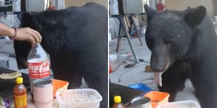 Oso sorprende a trabajadores de construcción en Nuevo León al robarles su comida y video se vuelve viral