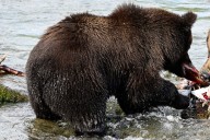 What to know about Fat Bear Week, a competition to be the chonkiest brown bear