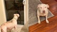California Rescuers Save Abused Dog Who Was Kicked Out And Left To Suffer