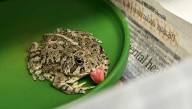 Nebraska Wildlife Rehab, Omaha's Henry Doorly Zoo team up to help toad with tongue protrusion
