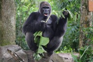 Disney’s Animal Kingdom’s Oldest Gorilla Dies at 44