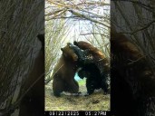 Black Bears Wrestle During Playful Reunion in South Lake Tahoe