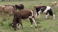 Detectan gusano barrenador en comunidad de Ixtac; toro enfermo llegó a ganaderos
