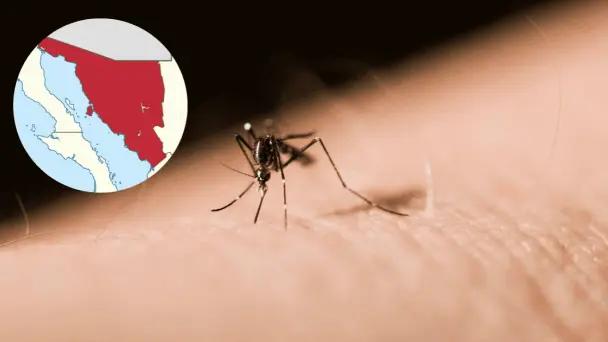 Dengue en Sonora 2025: 436 casos confirmados