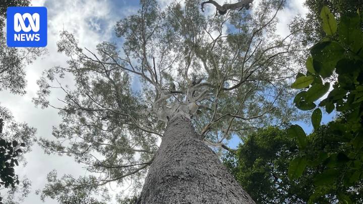 Timber industry counts cost of ban from 176,000 hectares of Great Koala National Park