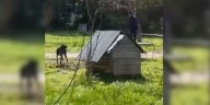 Video: la brutal agresión de un hombre a sus perros registrada por una vecina