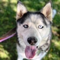 CAPA Pet of the Week: Blue