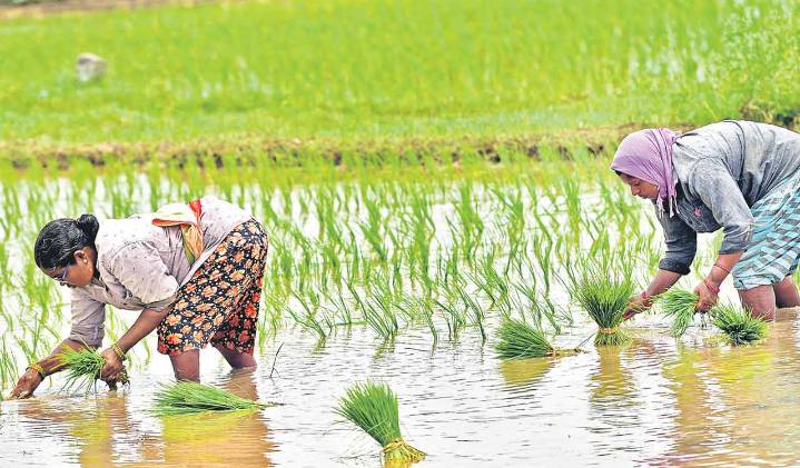 Telangana Kharif sowing lags 2020 peak despite excess rainfall