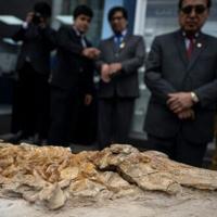 12-million-year-old porpoise fossil found in Peru