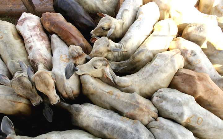 Sector cárnico mexicano critica exigencia de ivermectina contra gusano barrenador