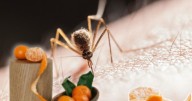 Adiós a los mosquitos con este remedio casero de cáscaras de mandarina