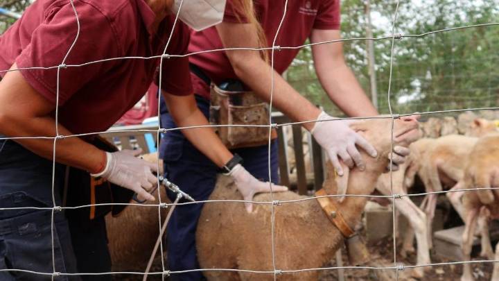 La Red de Alerta Veterinaria recomienda vacunar "lo antes posible" frente a la lengua azul