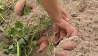 NC farmers brace for heavy rain that could ruin harvest
