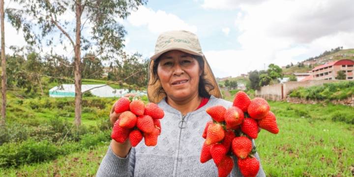 Perú exportará fresa a Brasil, un mercado regional con más de 211 millones de consumidores