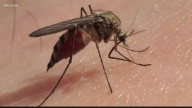 South Carolina reports first human Eastern Equine Encephalitis death in 20 years