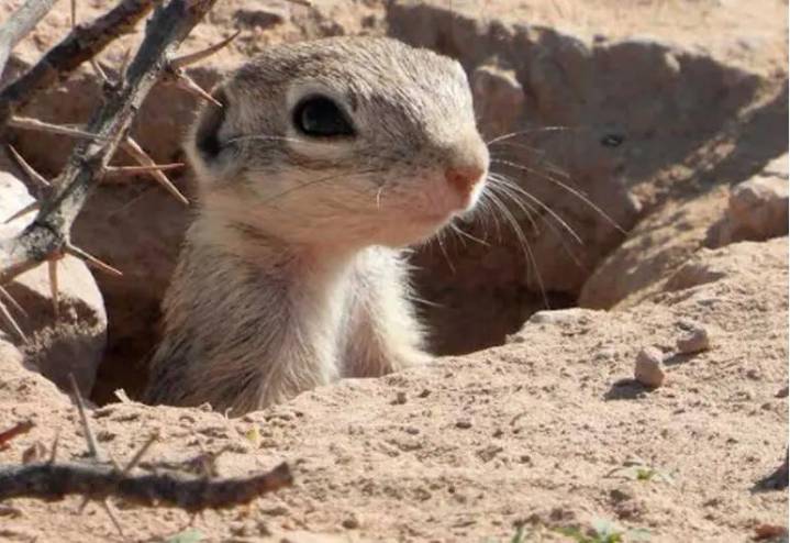 Semarnat exige mover el Grito en Ciudad Juárez para proteger ardillas moteadas