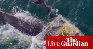 Australia news live: fifth whale caught in Sunshine Coast shark nets; Asic chair Joe Longo will not seek reappointment