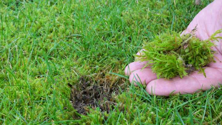 7 Tips To Prevent Moss From Growing In Your Yard