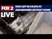 Detroit dog found in vacant home in Detroit