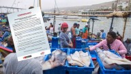 Pescadores podrán desembarcar su pesca de pota hasta el viernes 12
