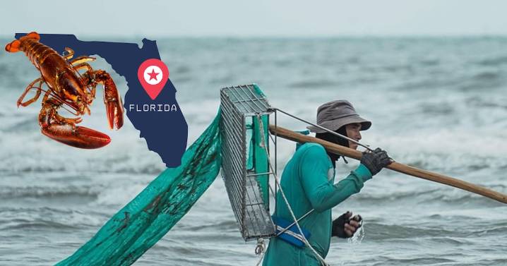 Pescadores de langostas en Florida se enfrentan a redadas y al caos económico por los aranceles