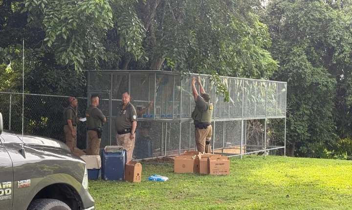 Incautan 100 cotorras durante operativo en Sabana Grande