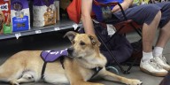 Springfield animal rescues face max capacity