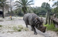 Central Florida Zoo's endangered rhino PJ moving to Buffalo