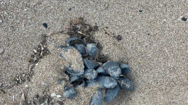 Por qué Valencia está de moda para las tortugas bobas