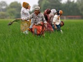 El agro indio es el más cerrado del mundo y el resultado es el arancel de 50% impuesto por Trump