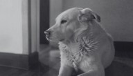 Observatorio ALMA confirma muerte de querida mascota del recinto: "Nuestro astrodog"