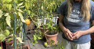 A tale of tomatoes: Leelanau resident grows 40 varieties