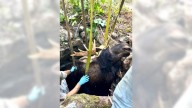 Maine wardens rescue moose trapped for hours in abandoned well