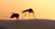 Insecticide gets a big tick with research release 