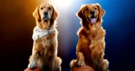 'Air Bud Returns' Has Found It's Buddy: Meet Summer and Charlie