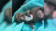 Virginia Pittie Born Without A Nose Defies The Odds And Lives Life To The Fullest