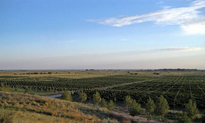 Una escapada al mundo del vino: Al Este Bodegas y Viñedos en Médanos