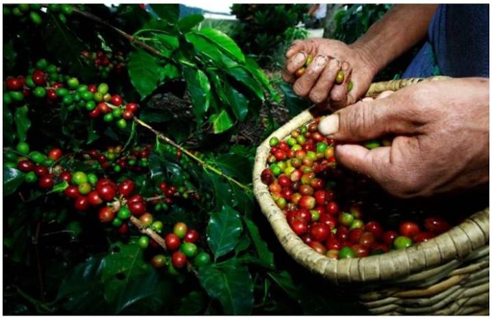 Café Bienestar: ¿qué es el café arábigo del que está hecho y qué beneficios tiene?