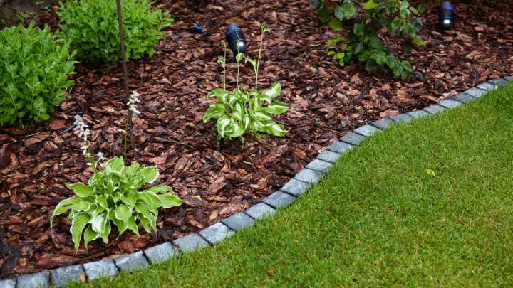 10 Hosta Varieties That Grow Striking Leaves And Flowers