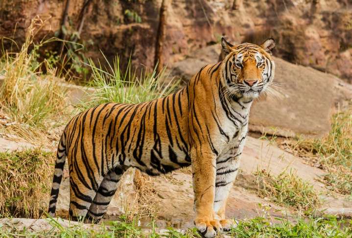 Tiger Fatally Mauls Handler at Oklahoma Wildlife Preserve