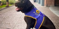 El impacto de la terapia asistida con perros en la recuperación de pacientes pediátricos y adultos mayores
