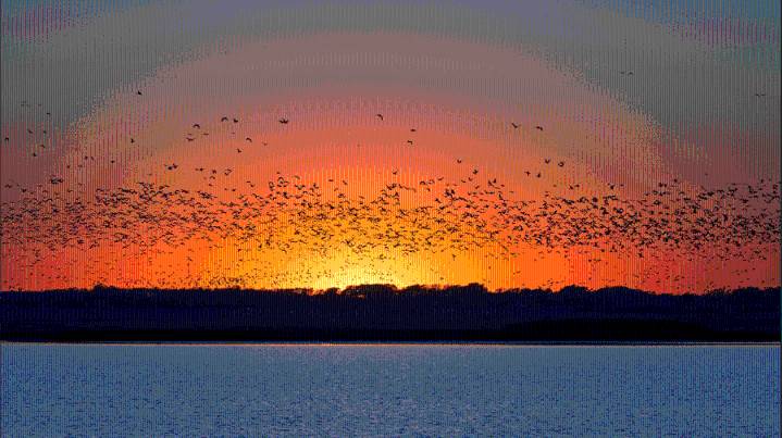 Up to 800 million birds forecasted to visit Kansas in fall migration