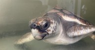 Turtle trapped for two years by Brexit paperwork finally on her way home
