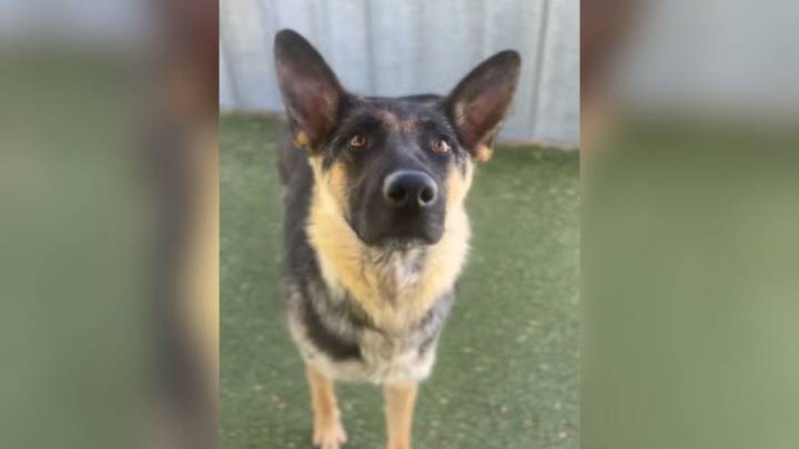 California Shelter Dog's Final Walk Before Euthanasia Gets A Surprise Ending You Won't Believe