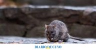 Aumentaron los casos de leptospirosis