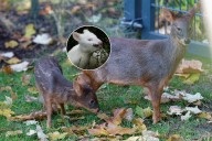 FOTOS. Captan nuevamente en Chiloé a una pudú albina: fotógrafa relata hallazgo y llaman a proteger la fauna silvestre